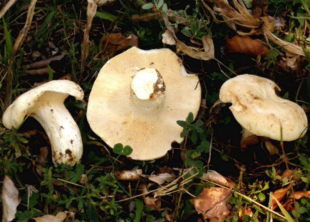 Lactarius fotog. il12.06.07